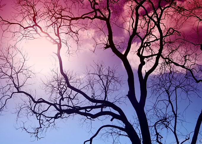 Pink Sky with dark tree