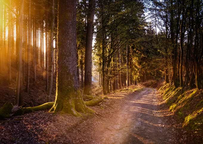 Forest