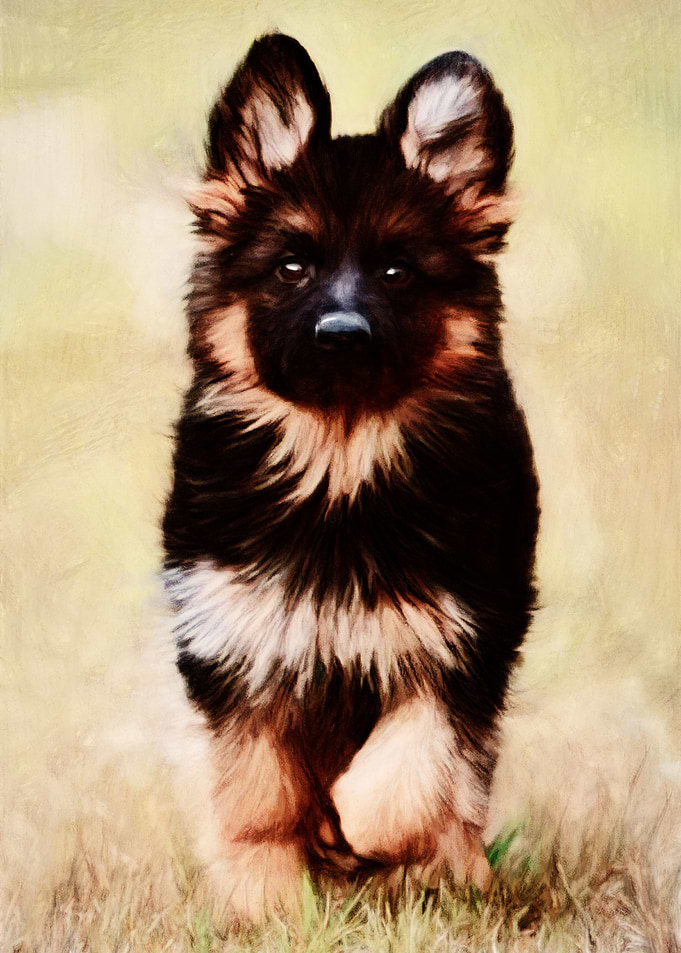Puppy