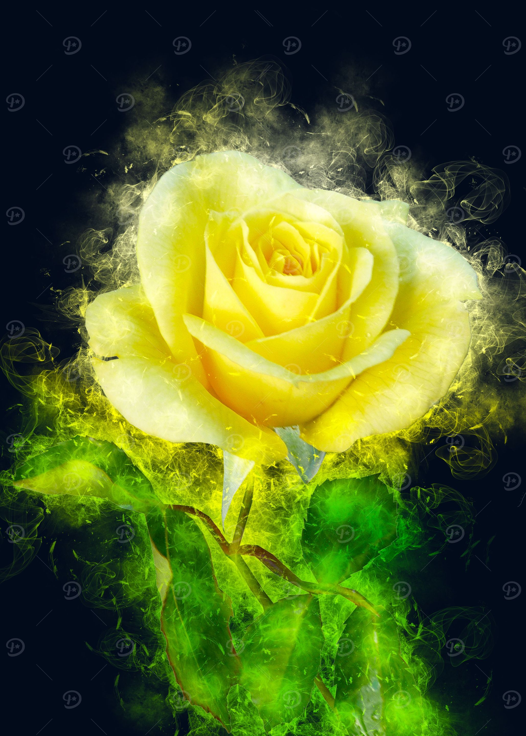 yellow rose smoky