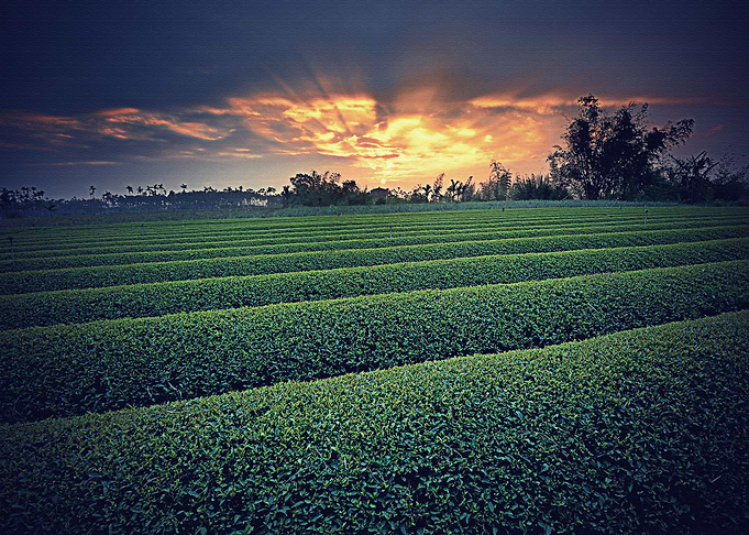 Lanscape