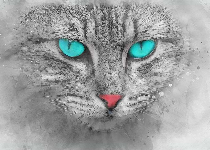 Cat With Blues Eye