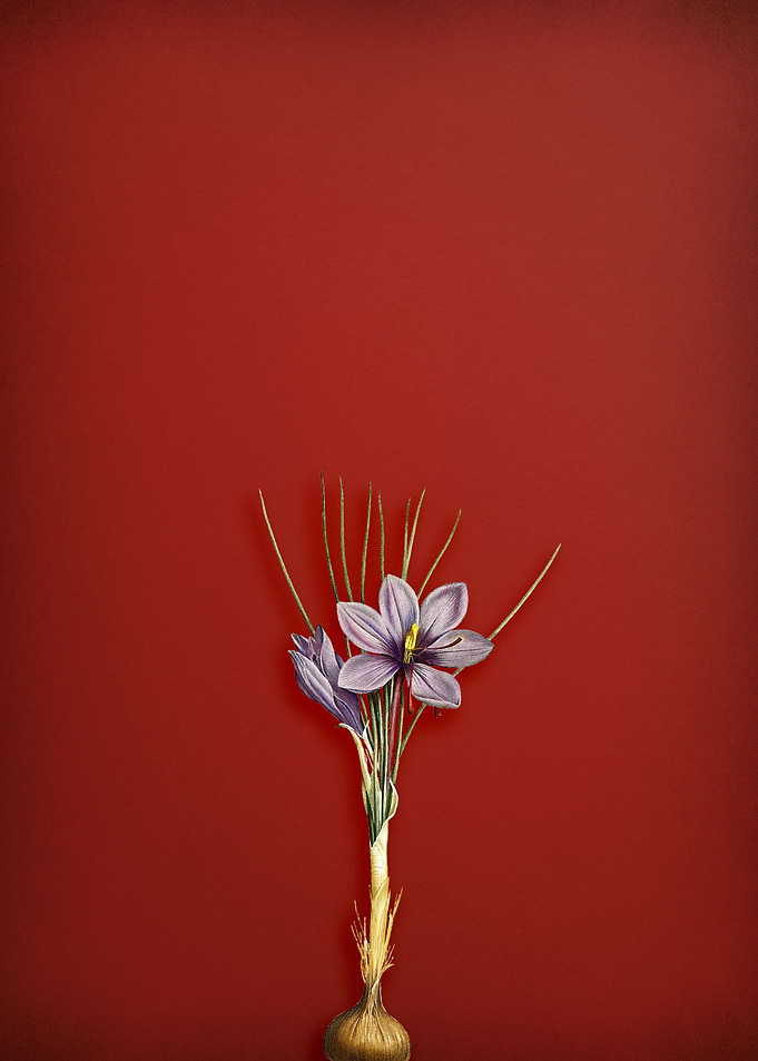 Crocus Sativus on Red