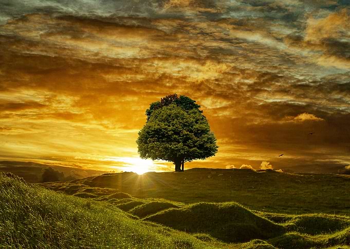 nature