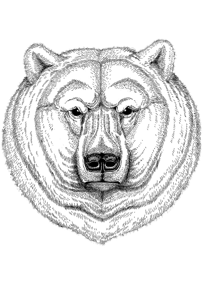 Bear drawing