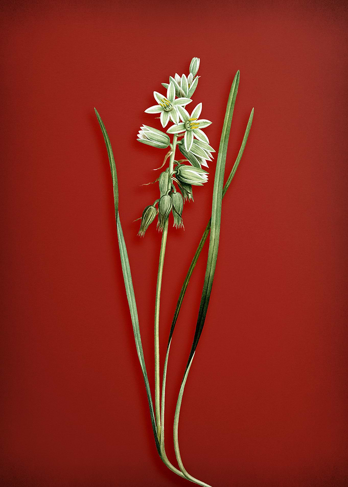 Drooping Star of Bethlehem