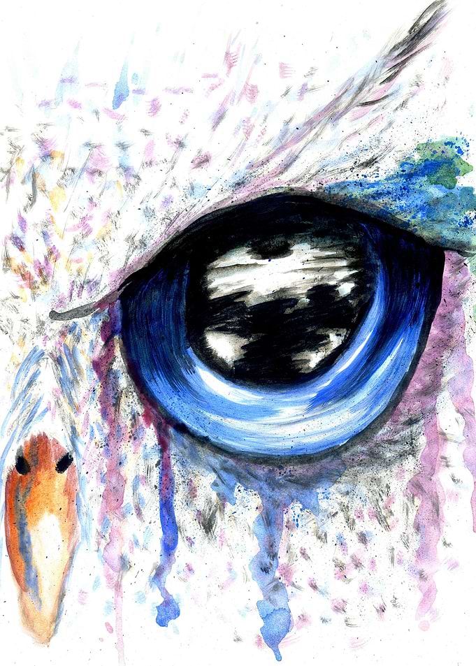 Blue owl eye