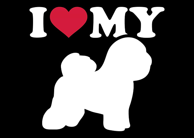 Bichon Frise