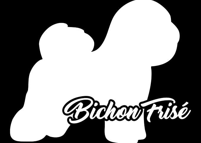 Bichon Frise