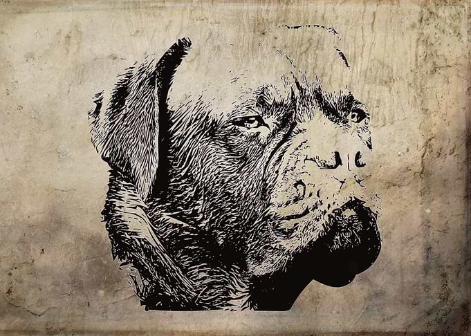 Dogue de Bordeaux
