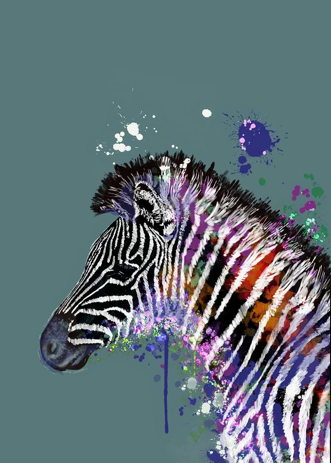 Zebra