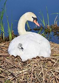 Swan with cygnet