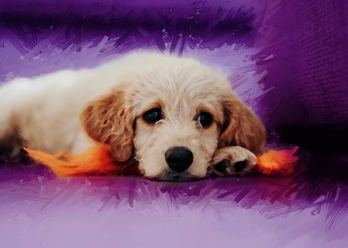 Adorable Puppy
