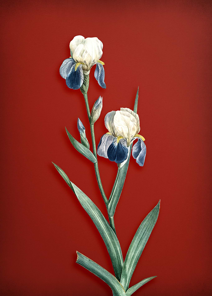 Elder Scented Iris