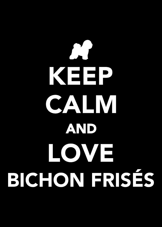 Bichon Frise