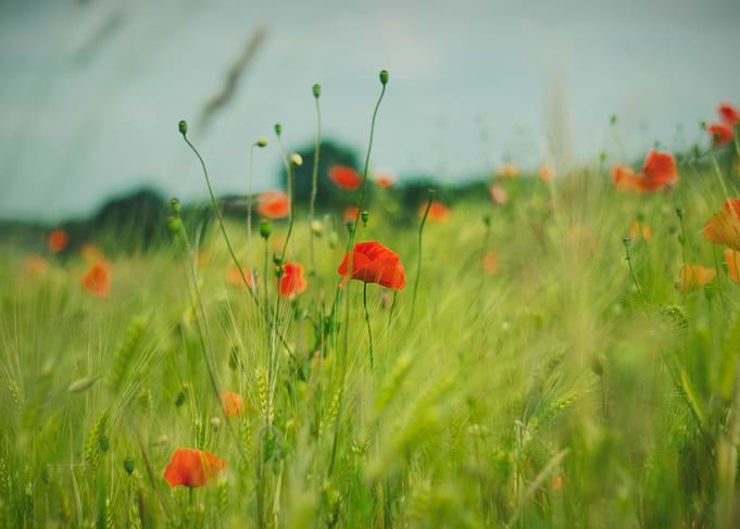 Poppy Impressions
