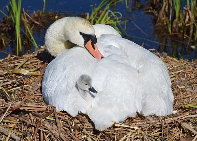 Swan and Cygnet