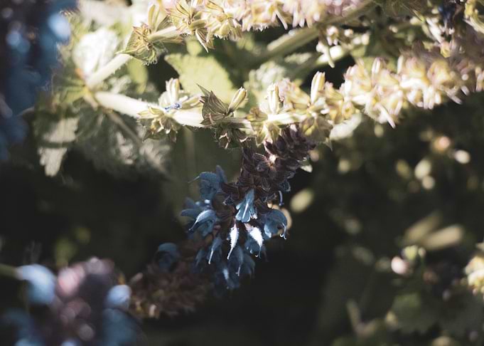 Blue and green blossom
