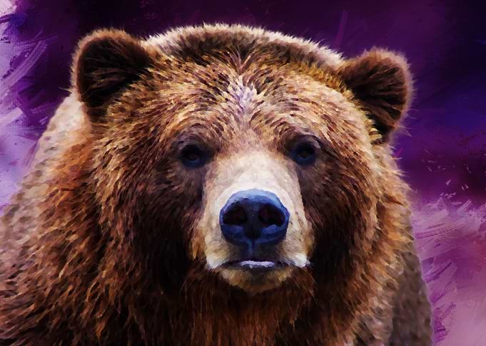 Bear Portrait
