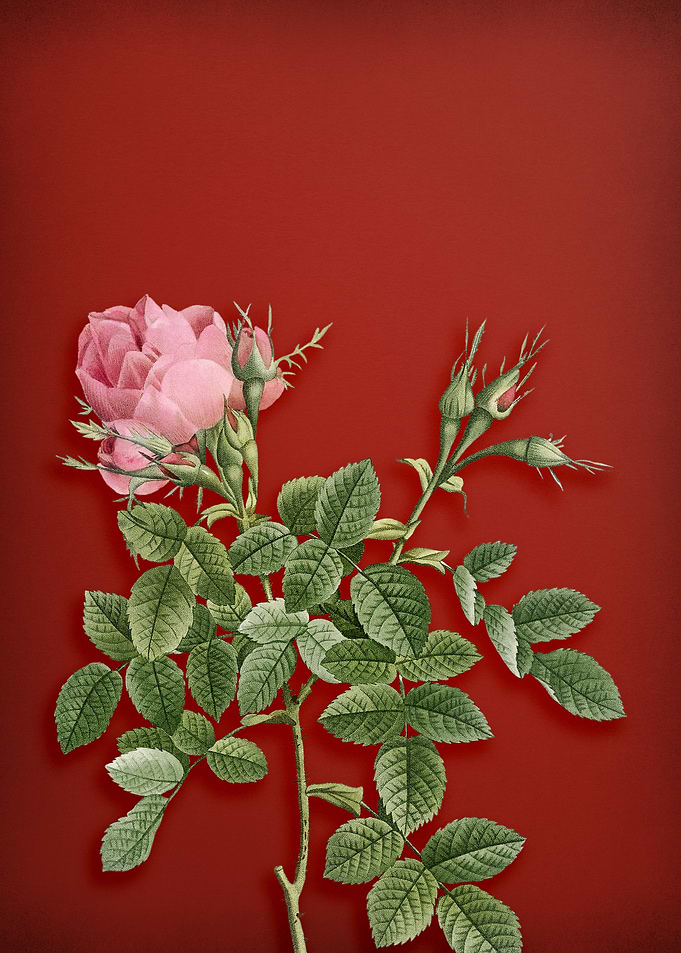 Dwarf Damask Rose