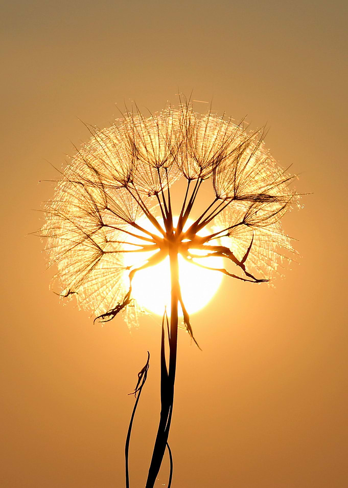 Dandelion