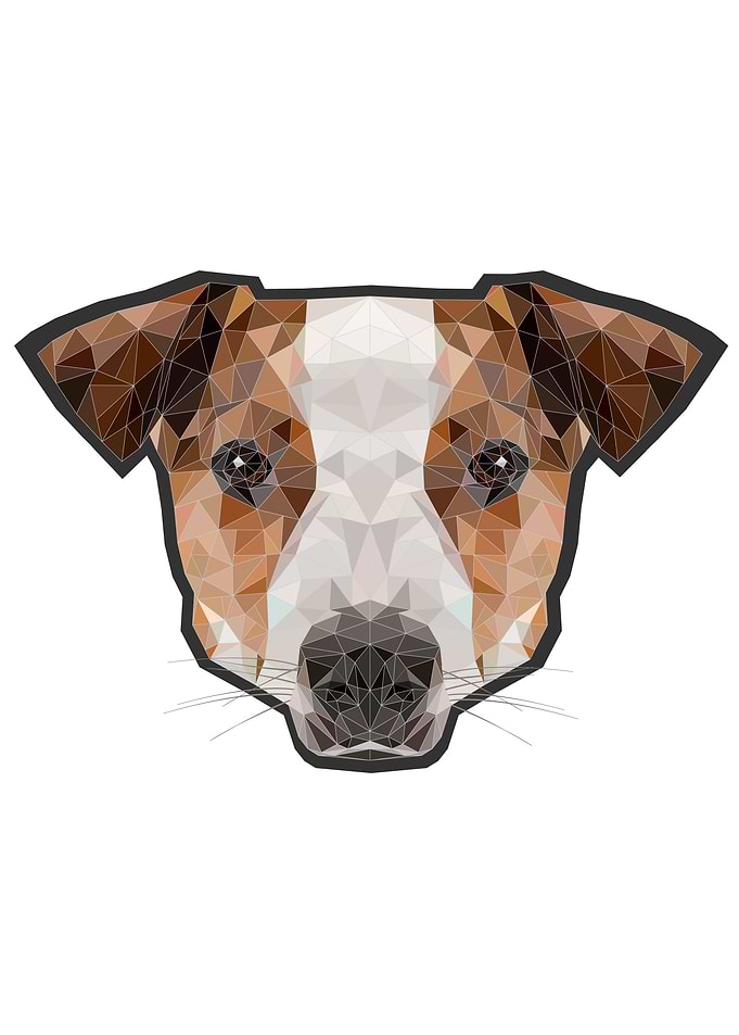 Jack Russell Poly