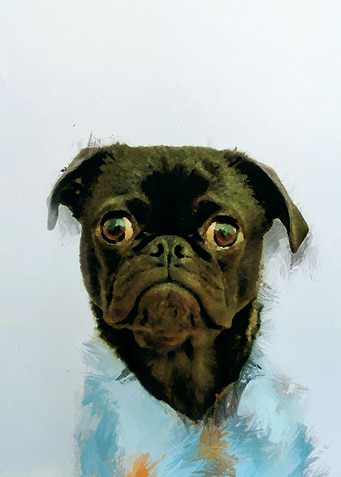 Cute Dog Abstract