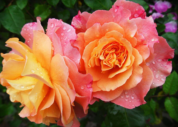 Rose