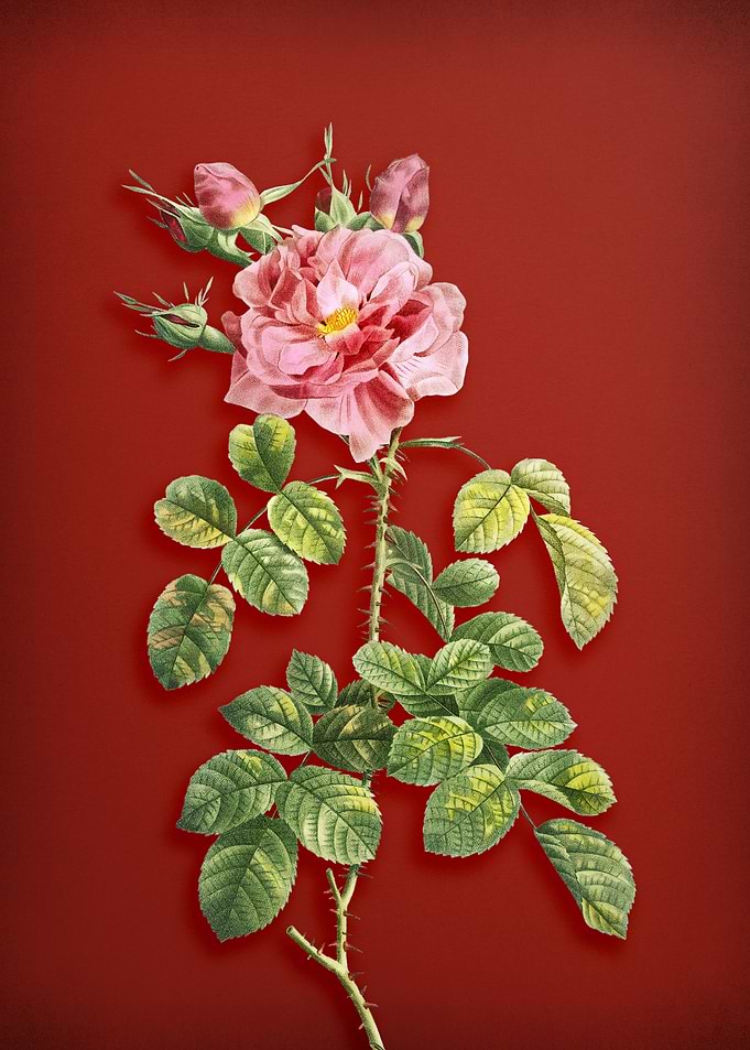 Four Seasons Rose on Red