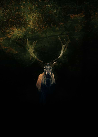 Dark Moose in Nature