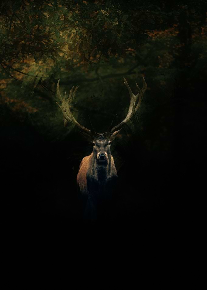 Dark Moose in Nature