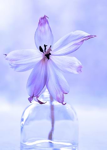 Orchidee