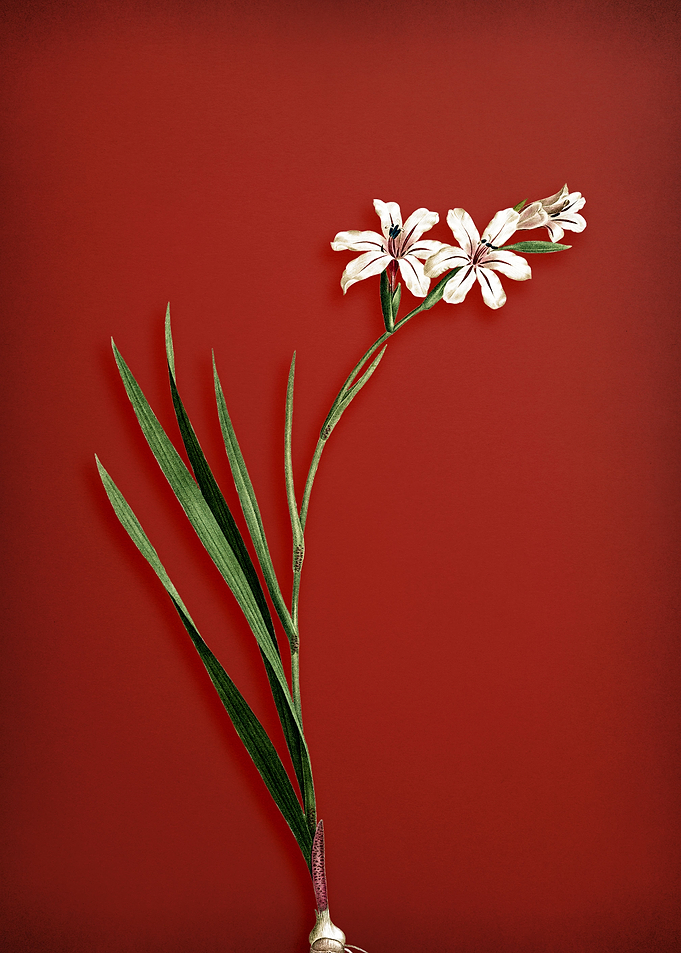 Gladiolus on Red