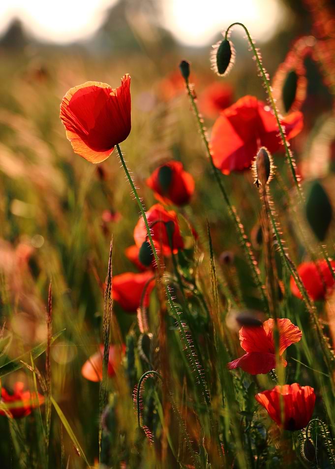 Poppy Detail Two