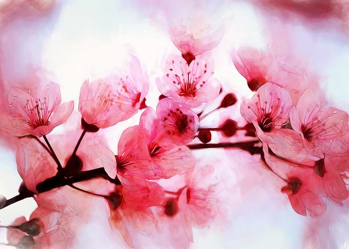 Cherry blossom