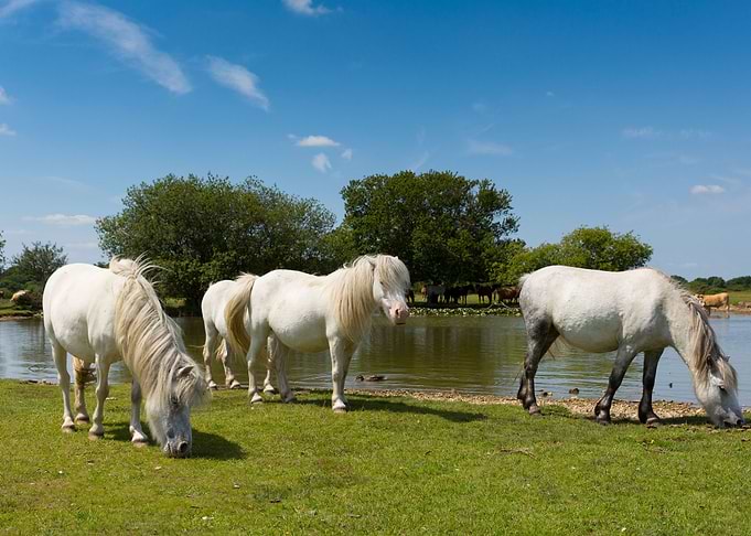 Animal Lake Landscape Pony