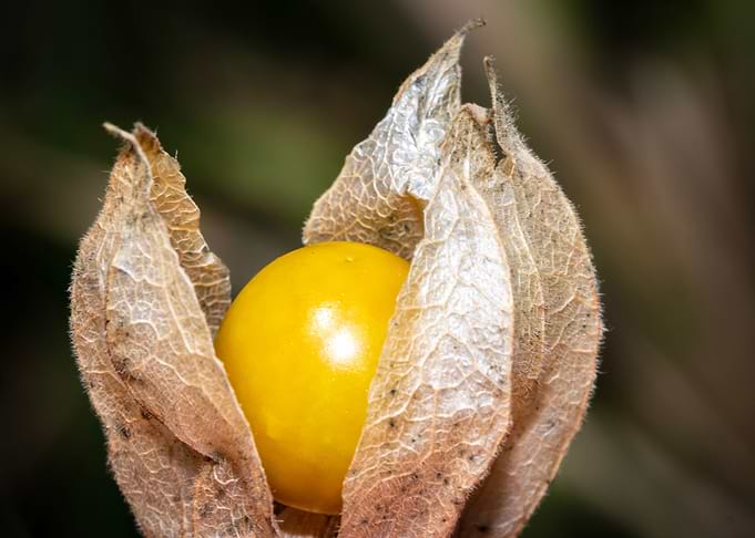 Fresh Gooseberry