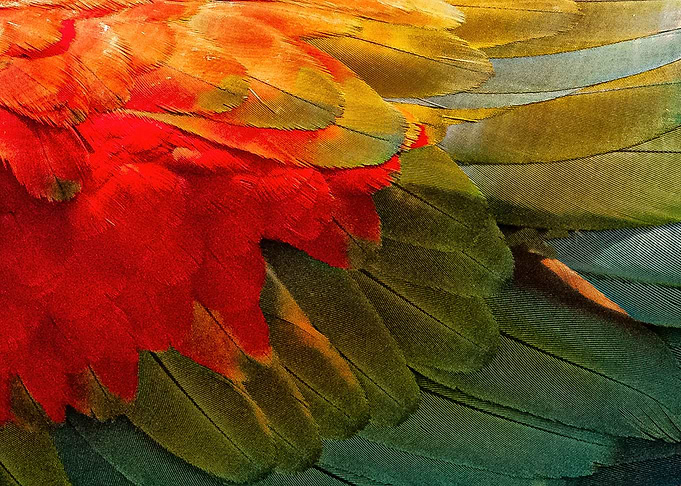 Feathers