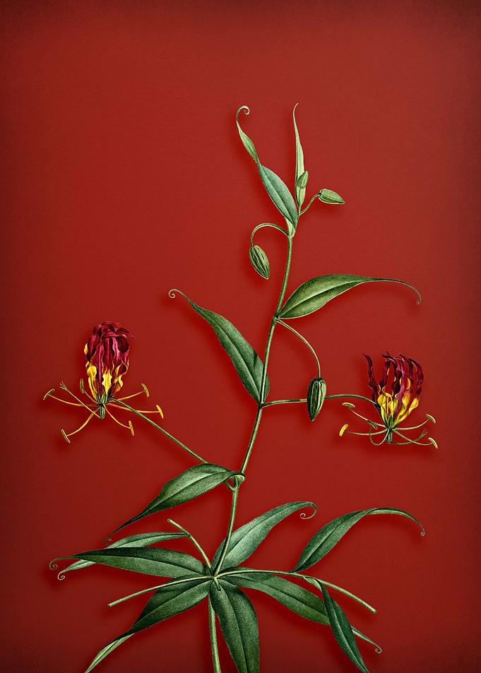 Flame Lily on Red