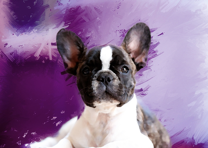 Pug Portrait
