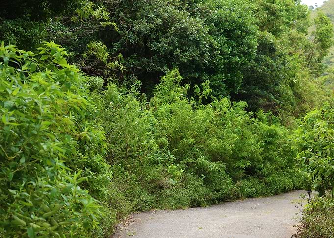 Green trees with road