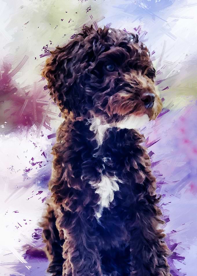 Adorable Cockapoo Puppy