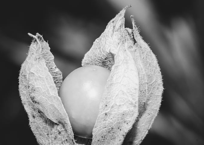 Fresh Gooseberry