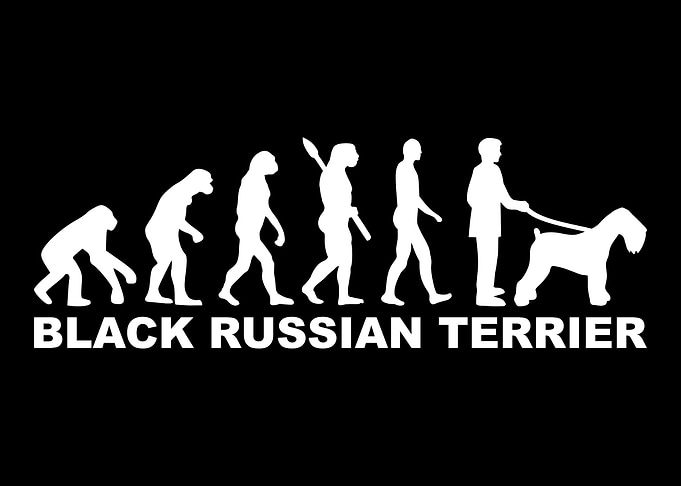 Black Russian Terrier