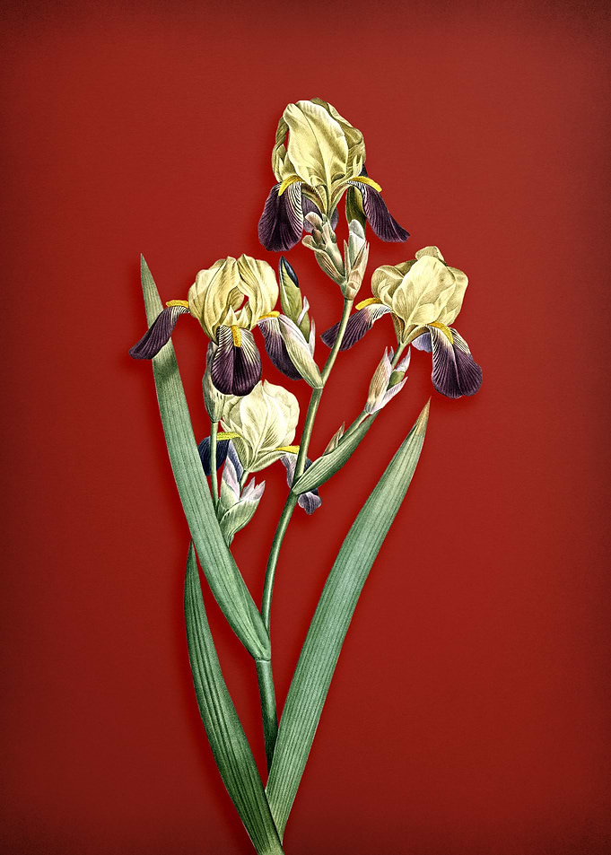 Elder Scented Iris