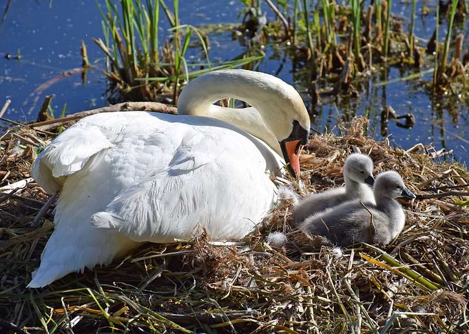 Swan and two cygnets