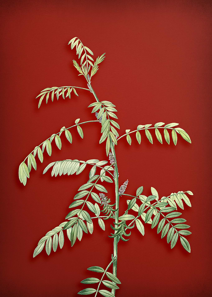 Indigo Plant on Red