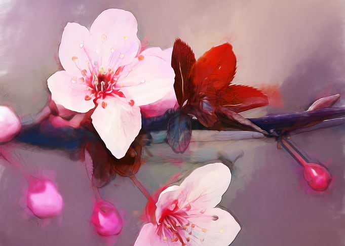Cherry blossom