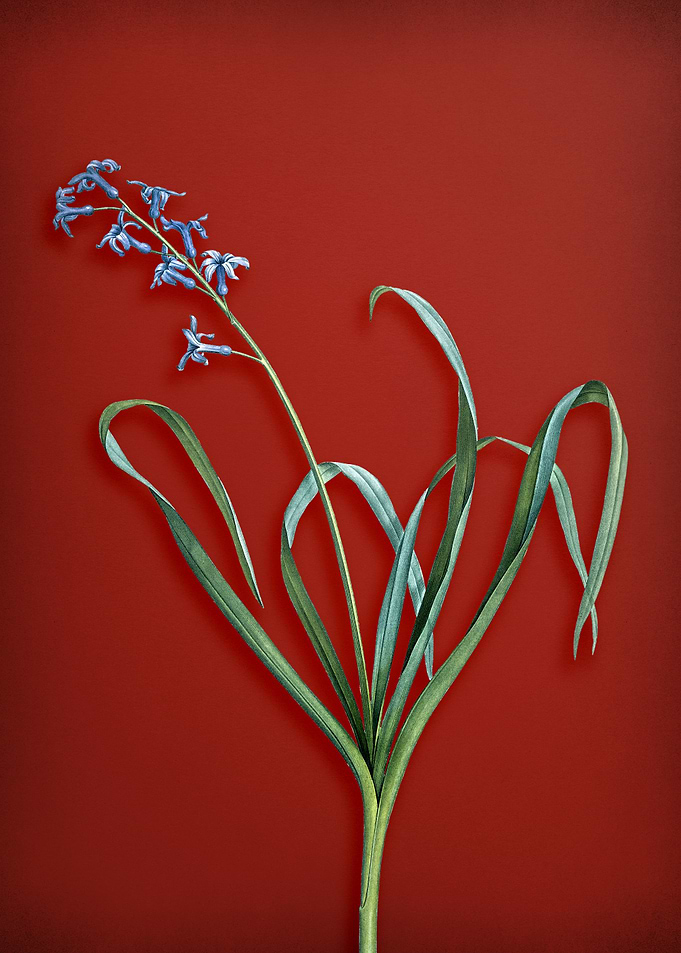 Dutch Hyacinth