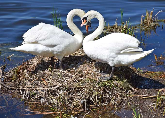 Swans
